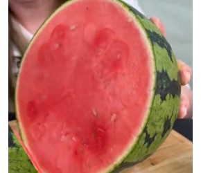你就是今年的“报恩西瓜”吗？