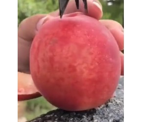 水蜜桃和普通的桃子，只有切开之后才知道