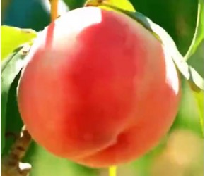 水蜜桃是什么季节的水果？桃子硬的好还是软的好？