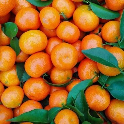 小橘子砂糖桔无籽砂糖橘正宗砂糖桔桔子新鲜橘子当季时令水果包邮 1斤图5