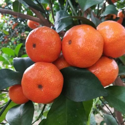 小橘子砂糖桔无籽砂糖橘正宗砂糖桔桔子新鲜橘子当季时令水果包邮 1斤图3