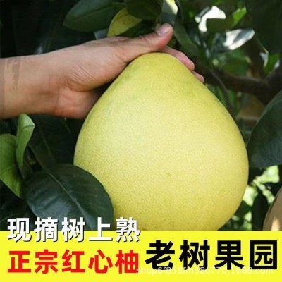 广西红心蜜柚三红蜜柚平和蜜柚皮薄多汁当季新鲜水果现货整箱批发 5-6斤