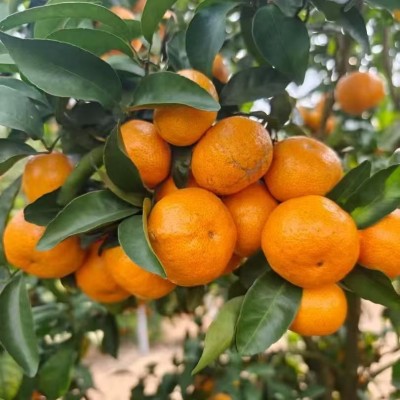 正宗沙糖桔新鲜水果广西砂糖橘香甜小橘子砂糖橘桔子砂糖桔批发 5斤图3