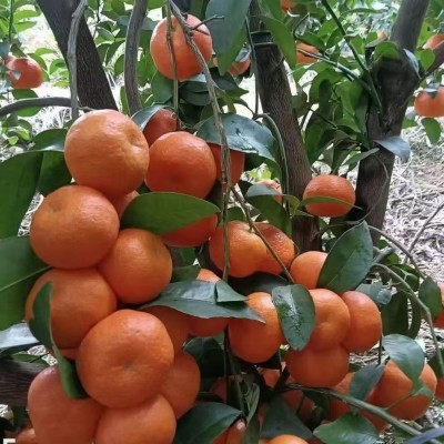 正宗沙糖桔新鲜水果广西砂糖橘香甜小橘子砂糖橘桔子砂糖桔批发 5斤图4