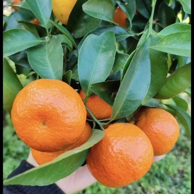 正宗沙糖桔新鲜水果广西砂糖橘香甜小橘子砂糖橘桔子砂糖桔批发 5斤图2