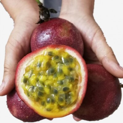 广西百香果西番莲紫色百香果百香果大果5斤 10斤新鲜现摘热带水果图4