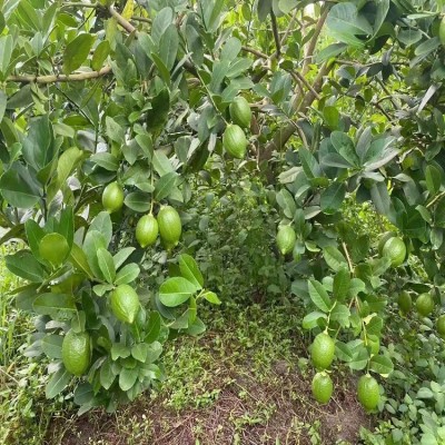 广东香水柠檬无籽青柠檬热带新鲜水果一级海南柠檬批发奶茶店专用图2