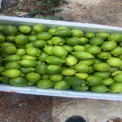 广东香水柠檬无籽青柠檬热带新鲜水果一级海南柠檬批发奶茶店专用图3