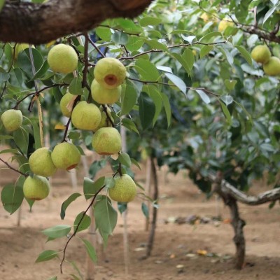 正宗莱阳梨慈梨脆甜多汁山东贡梨批发代发礼盒装整箱新鲜应季水果