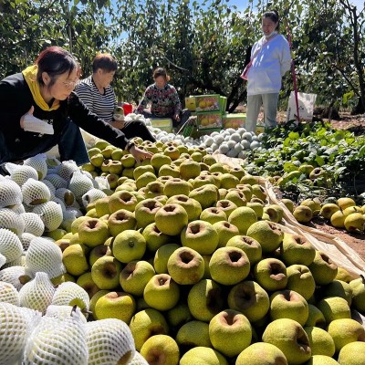 正宗莱阳梨慈梨脆甜多汁山东贡梨批发代发礼盒装整箱新鲜应季水果图3