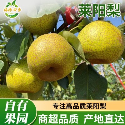 正宗莱阳梨慈梨脆甜多汁山东贡梨批发代发礼盒装整箱新鲜应季水果图2