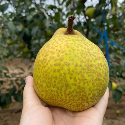 正宗莱阳梨慈梨脆甜多汁山东贡梨批发代发礼盒装整箱新鲜应季水果图5