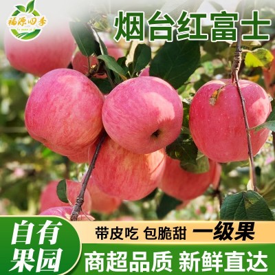 山东烟台栖霞红富士苹果新鲜应季水果脆甜整箱批发一件代发图3