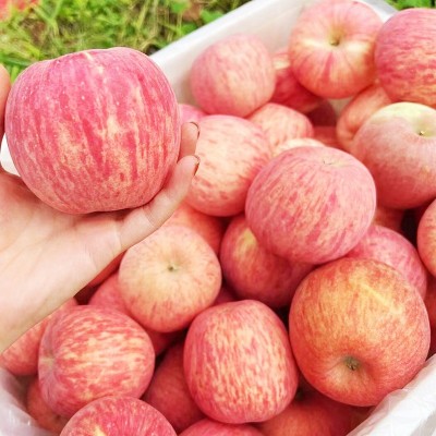山东烟台栖霞红富士苹果新鲜应季水果脆甜整箱批发一件代发图4