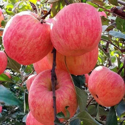 山东烟台红富士苹果生鲜水果新鲜应季脆甜整箱批发【全年供应】图2