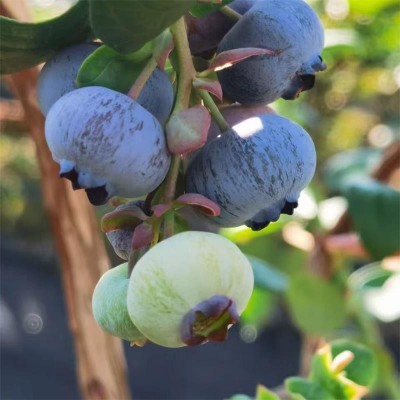 秘鲁蓝莓当季水果蓝莓顺丰包邮网红爆款小懒杯礼盒蓝莓一件代发 1件图3