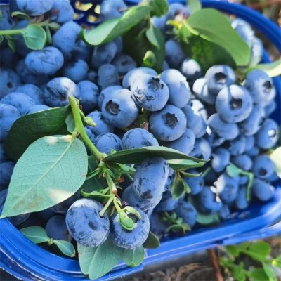 秘鲁蓝莓当季水果蓝莓顺丰包邮网红爆款小懒杯礼盒蓝莓一件代发 1件图2