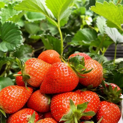 山东奶油草莓新鲜水果早期草莓顺丰包邮当季奶油草莓一件代发 1件图3