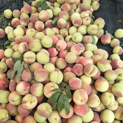 正宗山东青州蜜桃5斤整箱新鲜应季水果3批发包邮10当季毛桃脆桃子图4