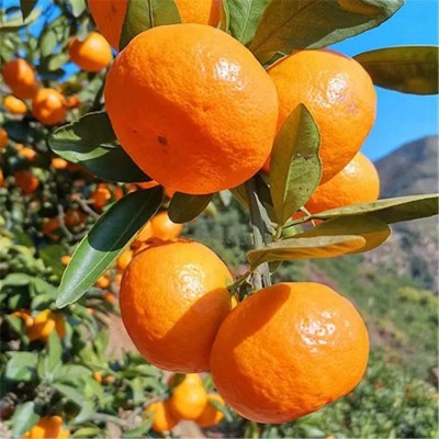 浙江涌泉蜜桔当季橘子蜜橘整件包邮新鲜水果涌泉蜜桔一件代发 1件图4