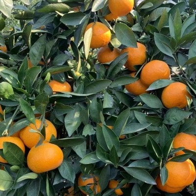 浙江涌泉蜜桔当季橘子蜜橘整件包邮新鲜水果涌泉蜜桔一件代发 1件图3