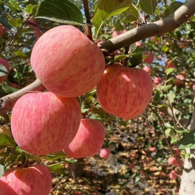 洛川红富士陕西苹果新鲜时令水果红富士脆甜多汁洛川苹果一件 1件图3