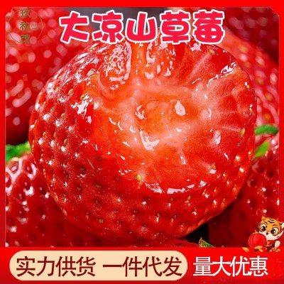 正宗四川大凉山红颜99草莓5斤当季新鲜水果10批发包邮3斤牛奶草莓图2