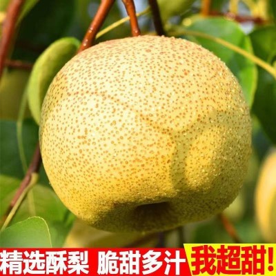 正宗陕西乾县泔河酥梨子新鲜当季水果贡梨脆甜多汁果园现摘直发