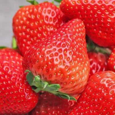 山东奶油草莓产地直发当季早期草莓包邮新鲜水果草莓一件代发 1件图4