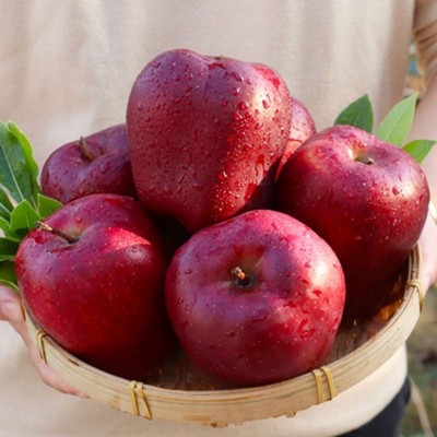 【越放越粉甜】花牛苹果甘肃蛇果当季新鲜粉面沙甜整箱10/5斤批发图3