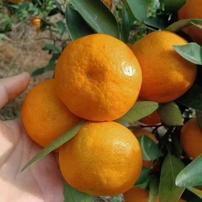 浙江涌泉蜜桔产地直发新鲜蜜桔包邮新鲜水果涌泉蜜橘一件代发 1件图3