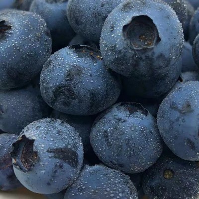 云南蓝莓产地直发高山蓝莓顺丰包邮当季水果蓝莓一件代发 1件图2