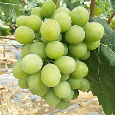 山东阳光玫瑰葡萄产地直发葡萄包邮新鲜水果阳光玫瑰一件代发  1件图2