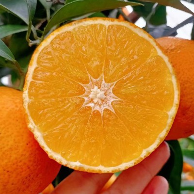 四川爱媛38果冻橙新鲜橙子水果直发柑橘桔子手剥橙眉山爱媛批发 1件图3