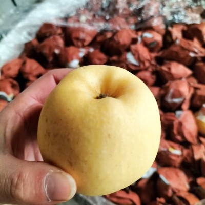 【产地直发】山东烟台维纳斯黄金苹果新鲜纯甜无酸当季批发水果 1件图2