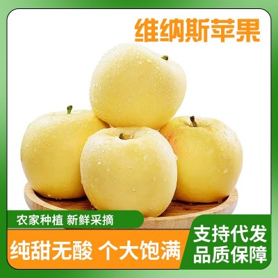 【产地直发】山东烟台维纳斯黄金苹果新鲜纯甜无酸当季批发水果 1件