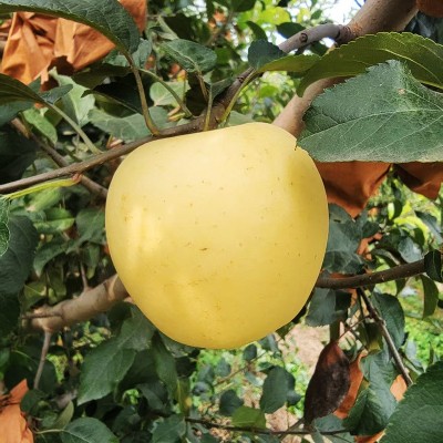 【产地直发】山东烟台维纳斯黄金苹果新鲜纯甜无酸当季批发水果 1件图4