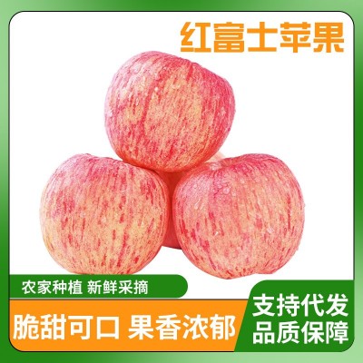 【电商代发】正宗烟台栖霞红富士苹果新鲜现摘应季水果脆甜爽口甜 1件