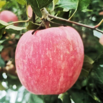 【电商代发】正宗烟台栖霞红富士苹果新鲜现摘应季水果脆甜爽口甜 1件图3