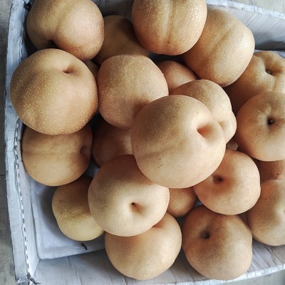 山东丰水梨新鲜水果当季时令水果批发电商直播产地直发支持代发 1件图2