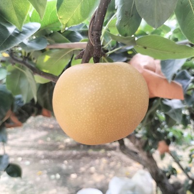 山东丰水梨新鲜水果当季时令水果批发电商直播产地直发支持代发 1件图5