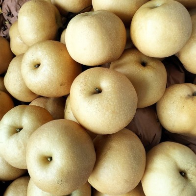 山东丰水梨新鲜水果当季时令水果批发电商直播产地直发支持代发 1件图3