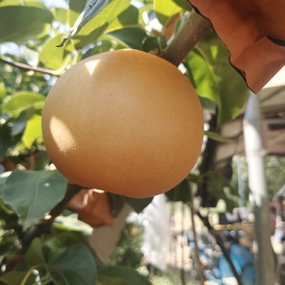 【精选品质】正宗山东莱阳秋月梨礼盒新鲜冰糖梨水果直播产地直发 1件图5