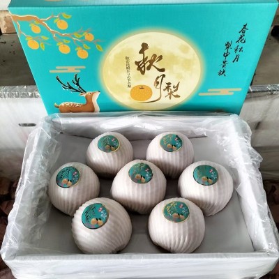 【精选品质】正宗山东莱阳秋月梨礼盒新鲜冰糖梨水果直播产地直发 1件图2