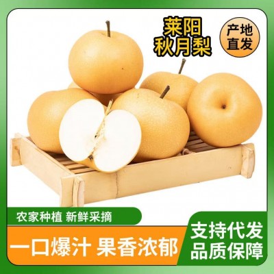 【精选品质】正宗山东莱阳秋月梨礼盒新鲜冰糖梨水果直播产地直发 1件