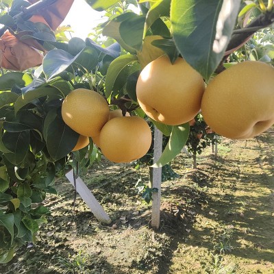 【精选品质】正宗山东莱阳秋月梨礼盒新鲜冰糖梨水果直播产地直发 1件图3