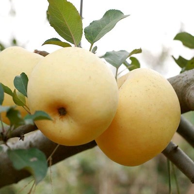 代发正宗山东烟台栖霞黄金奶油富士苹果礼盒装冰糖心当季新鲜水果 1件图2