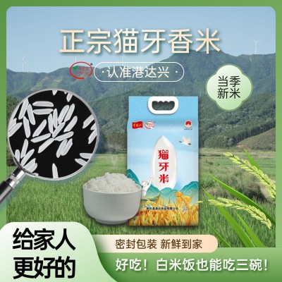 厂家批发2025年新米5kg当季新鲜现磨长粒香米煲仔饭猫牙米10斤装图3