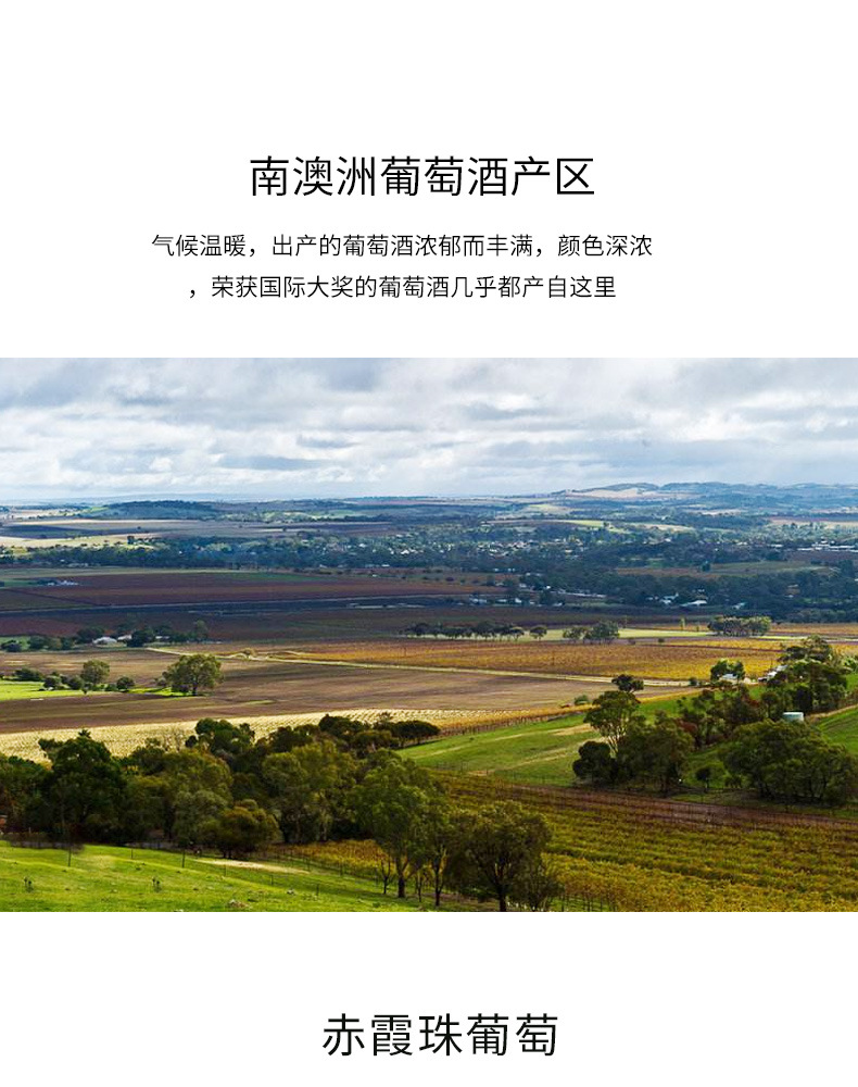 佩蒂骑士赤霞珠干红葡萄酒_06.jpg