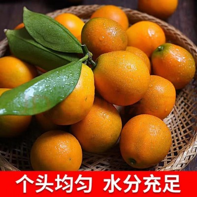 广西融安第三代脆蜜滑皮脆皮金桔清脆爽口纯甜无酸小糖泡新鲜产地图2